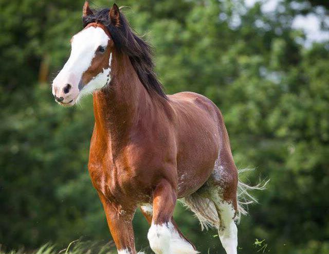 Clydesdale For Sale Ontario